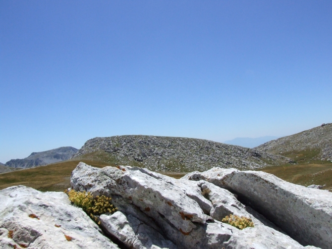 Saxifraga exarata subsp. ampullacea /  Sassifraga del Gran Sasso